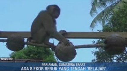 Ada Sekolah Khusus Beruk di Pariaman