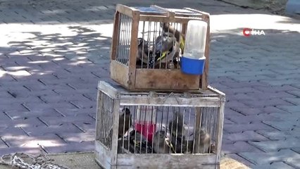 Koruma altındaki saka kuşlarını avlayan 2 kişiye 9 bin 800 TL ceza