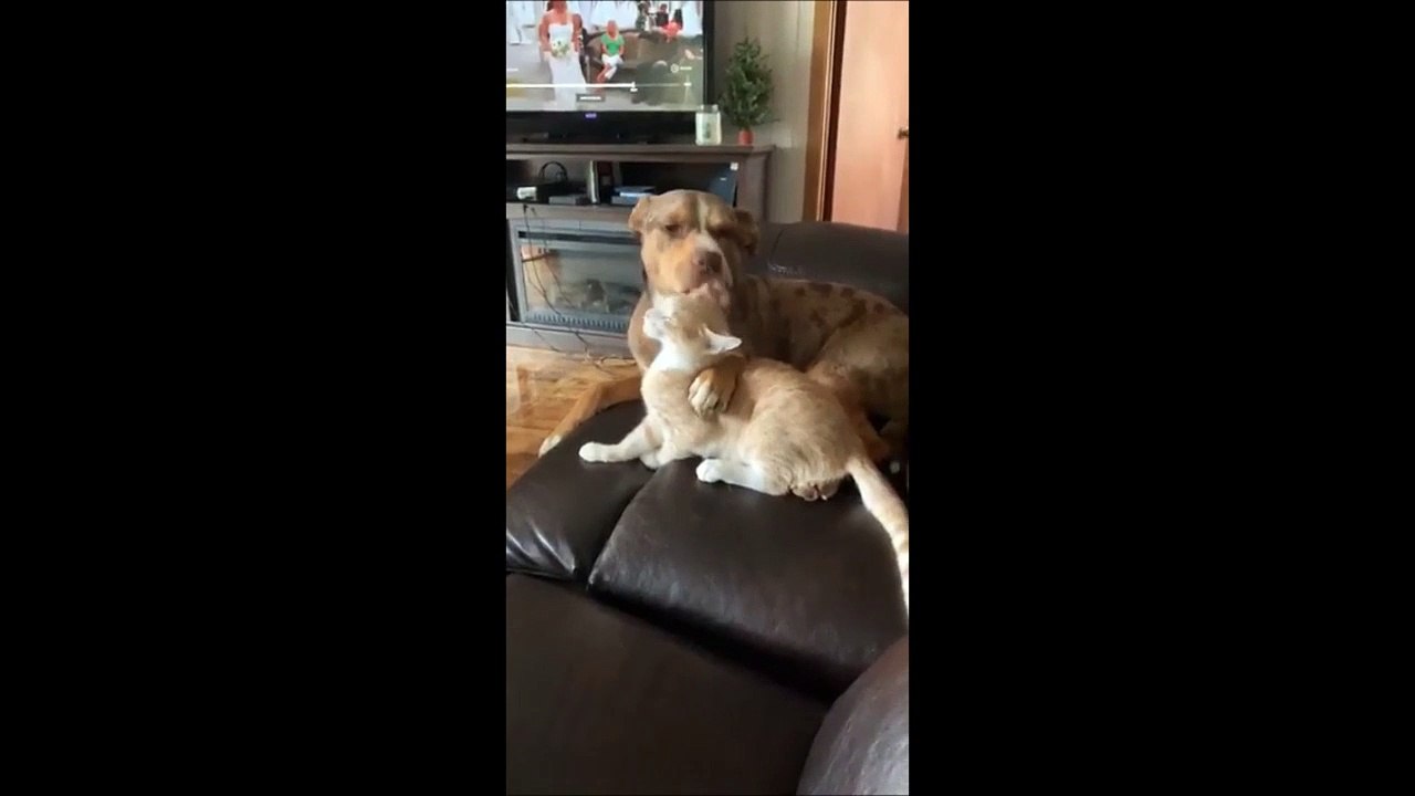 Quand ton chien tente d'avaler ton chat...