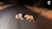 Un léopard rencontre un porc-épic : proie pas si facile