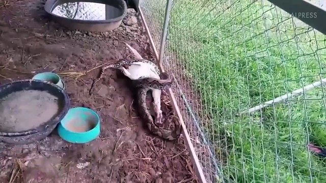 Ils découvrent un python dans leur ferme en train de manger leurs canards