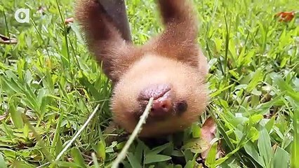 Quoi de plus adorable qu'un bébé paresseux