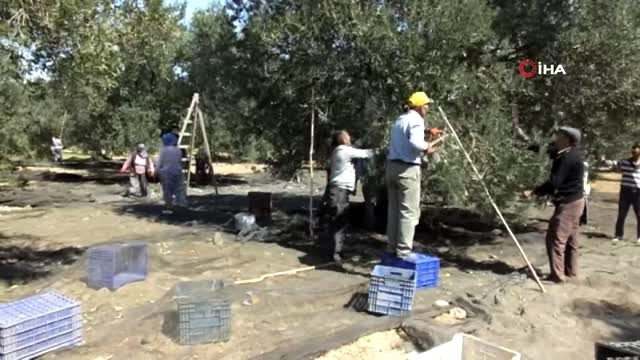 Burhaniye'de zeytin hasadı başladı