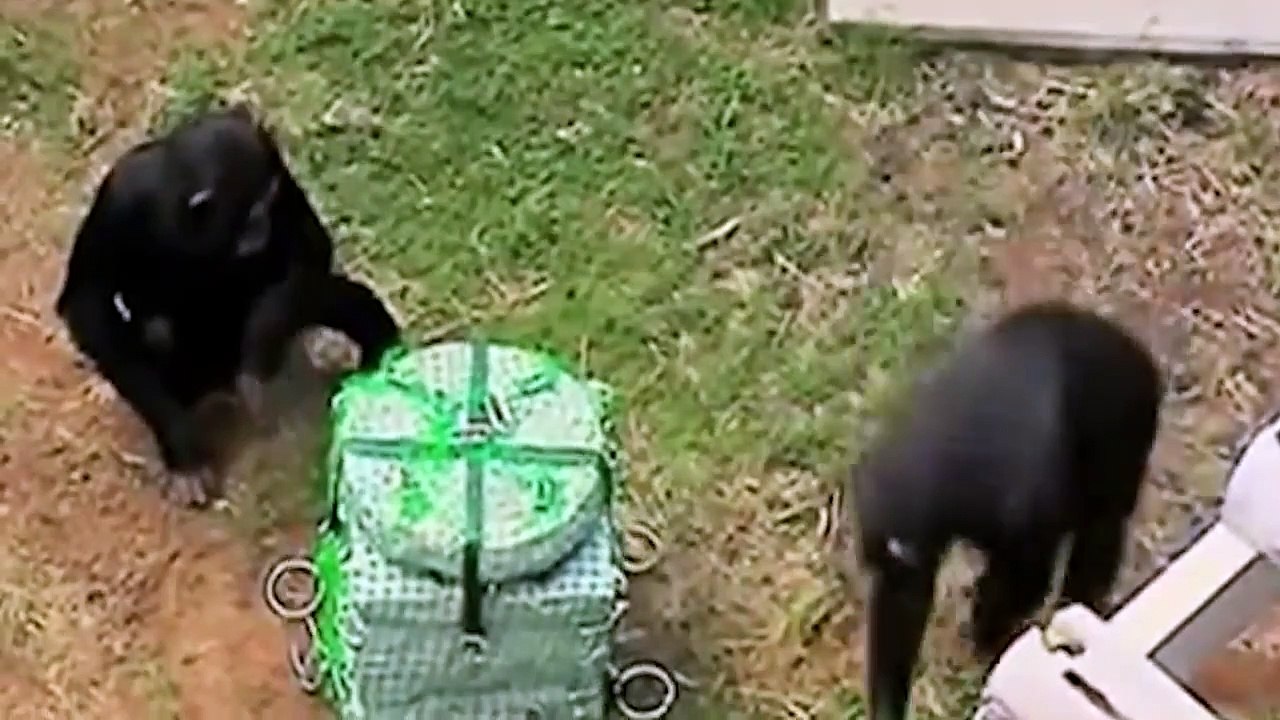 10 Animales Más Inteligentes