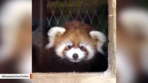 Red Panda Cub 'Kiki' Explores Outside Habitat For First Time