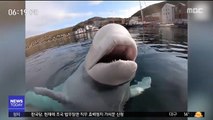 [투데이 영상] 카메라 훔쳐갔다 돌려준 '흰돌고래'