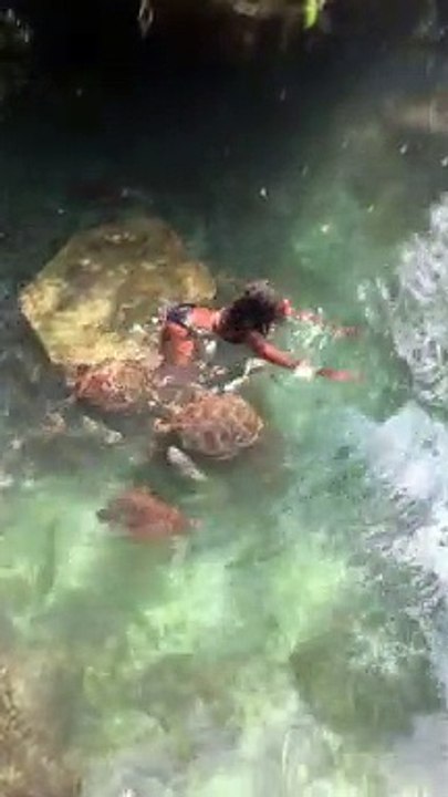 Swimming with Sea Turtles