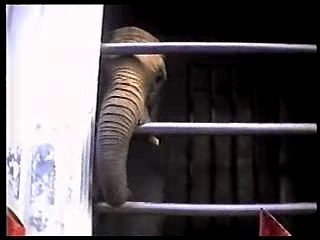 Born free - exploitation d'animaux dans les cirques
