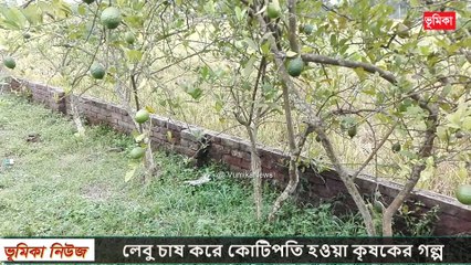 লেবু চাষ করে জিরো থেকে হিরো  | lemon tree air layering