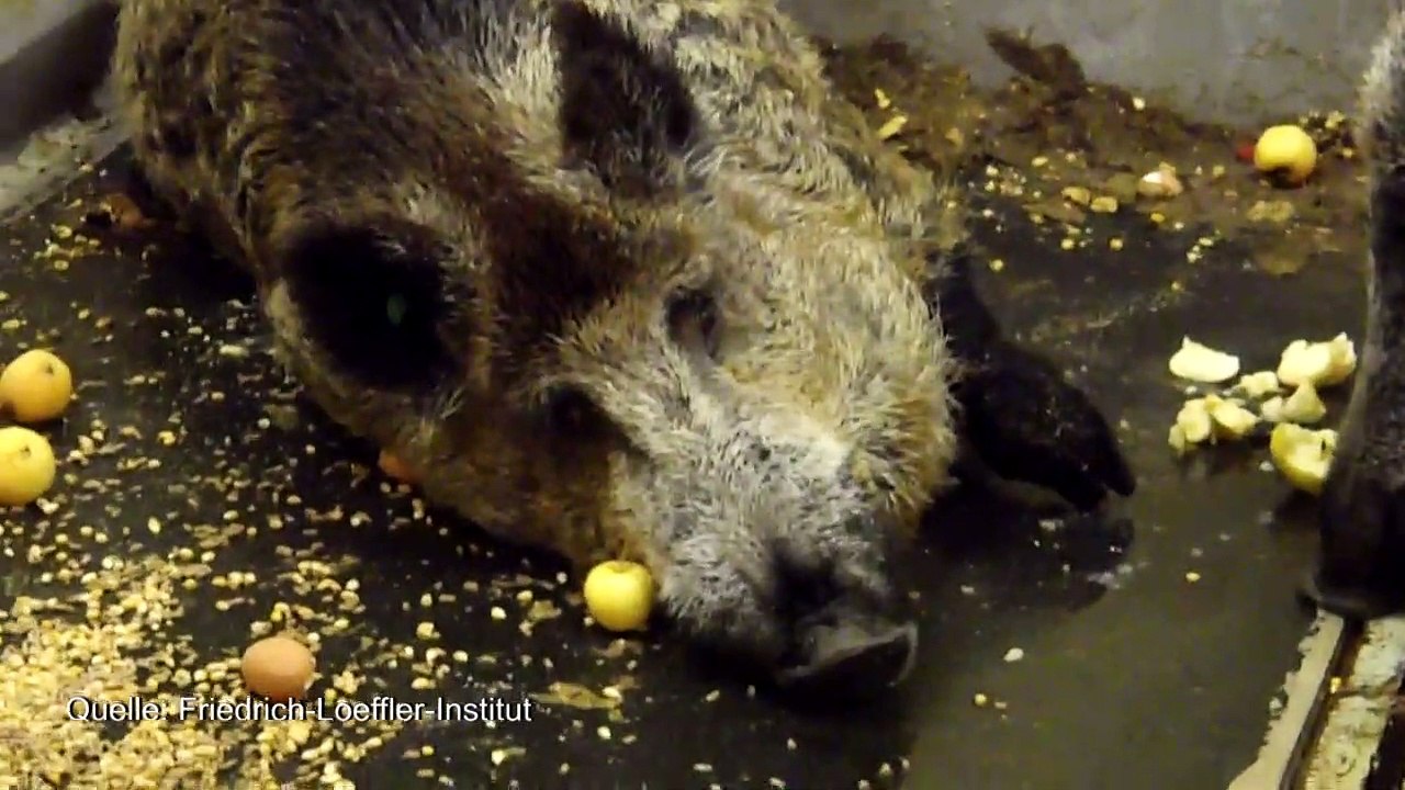 Afrikanische Schweinepest - bald auch in Deutschland?