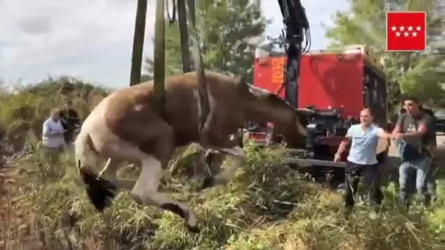 Los bomberos logran rescatar a un caballo que había caído en una acequia en Madrid