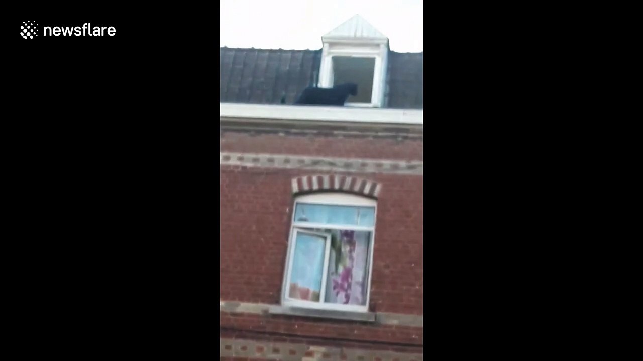Panther walks on three-storey ledge in northern France