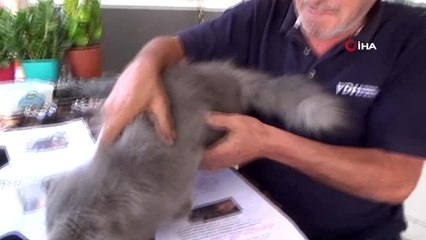 Bin lira ödülle aranan 'Lokum' bulundu