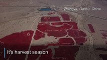 Red hot chili patriots: Chinese farmers spice up National Day