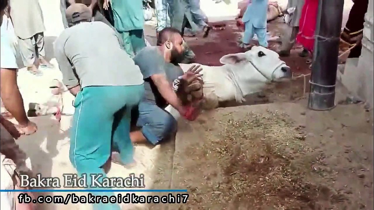 Cow Qurbani | Funny Compilation of Cow Running in Karachi Road | Eid Ul Adha 2018 & 2019