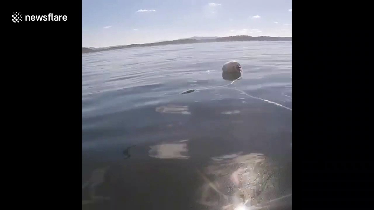 UK diver in South Africa comes face to face with huge 16ft great white shark