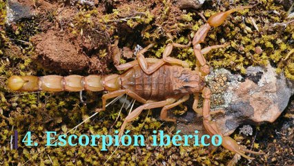 Los 10 escorpiones más peligrosos del mundo