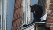 Une panthère noire se ballade sur le toit d'un immeuble dans les Hauts-de-France