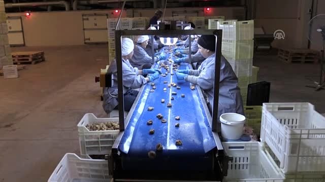 Kraliyet ailelerinin incir tercihi Ege'den