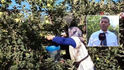 Isparta’da Elma Hasadı Başladı, Hasat Havadan Görüntülendi