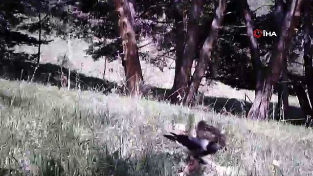 Yiyecek arayan boz ayı ve sansar böyle görüntülendi