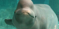 Esta beluga le 'roba' a un kayakista su GoPro y luego la recupera del fondo del mar para devolvérsela y posar ante la cámara
