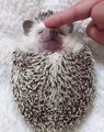 Ce petit hérisson a l'air d'apprécier se faire caresser le front, non ? Un moment cutissime que l'on ne se lasse pas de regarder.