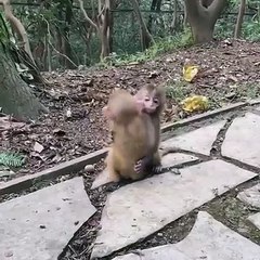 La touchante rencontre entre deux bébés singes crée l'émoi sur le web ... Un beau moment de complicité