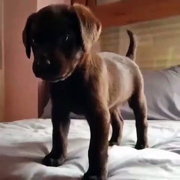 Vous allez au moins repasser 10 fois la vidéo tellement elle vous donnera le sourire. Ce toutou va vous faire craquer 