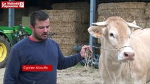Malika, vache aveyronnaise égérie du Sommet de l'élevage