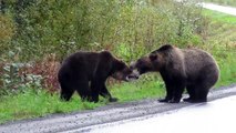 Deux ours se battent sur une route