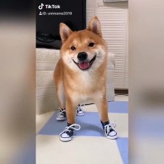 Terriblement adorable ! Voilà ce qui arrive lorsqu'un chien porte des chaussures