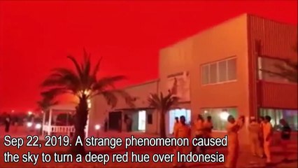 வனத்தீயால் செக்க சிவந்த வானம்.. பீதியில் உறைந்த இந்தோனேசியா!-வீடியோ