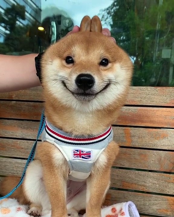 Trop mignon : ce chien semble adorer qu'on lui masse les oreilles... Tellement adorable!