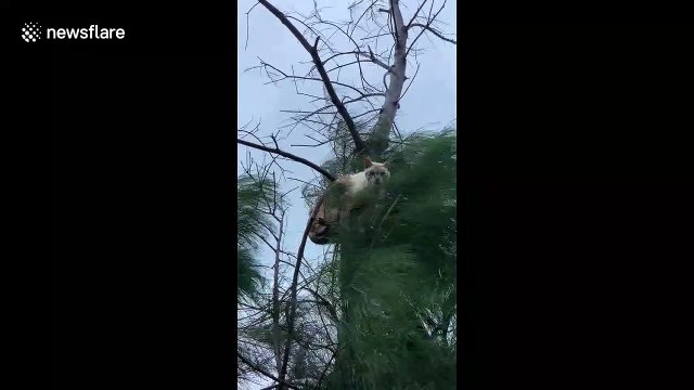 'Why are you up there?' Cat clings onto tree as Typhoon Tapah hits Japan