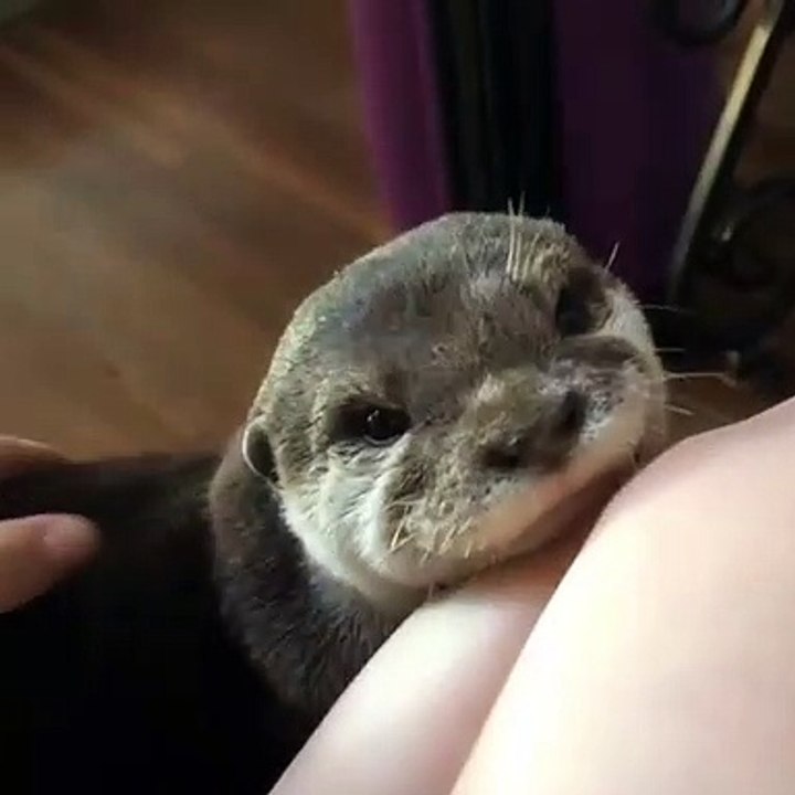 Un beau moment de tendresse... Cette loutre réclame des caresses et calins 