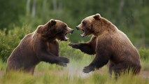 Graban esta feroz pelea entre dos osos 'grizzly' en una carretera de Canadá