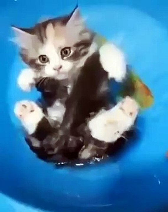 Réputé pour être méfiant envers l'eau, ce chaton est loin d'avoir peur de l'eau... Surprenant 