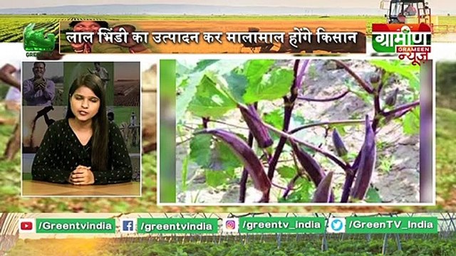 IIVR के वैज्ञानिकों ने इजाद की Red Ladyfinger (लाल भिंडी), उत्पादन कर मालामाल होंगे Kisan