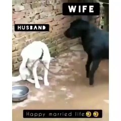 Vive les mariés ! Ce couple de toutou se querelle... Regardez la réaction du chien