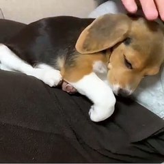 Cette vidéo va changer votre journée. Petit chiot triste, se fait consoler par son humain