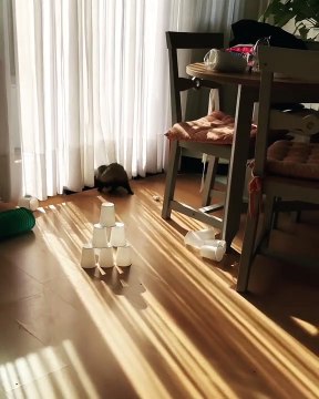 Au secours, ce furet fout le bordel partout où il se passe ... Amusant 