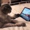 OMG ! Regardez la réaction hilarante de ce chat quand il voit une souris sur l'écran de sa tablette 