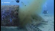 Heartbreaking video of sea turtle feeding on sewage pouring from underwater pipe in the Philippines