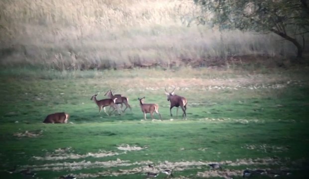 Période de brame du cerf dans l'Aube