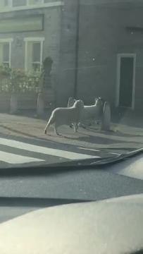 Watch the hilarious moment traffic stops for SHEEP using zebra crossing