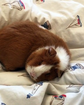 Ce cochon d'inde fait un gros dodo ! He oui un repos bien mérité