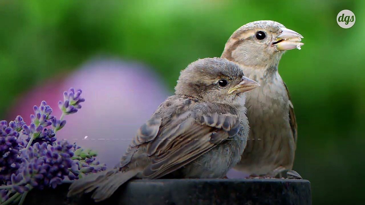 Alarmant : plus de trois milliards d'oiseaux ont disparu depuis 1970 en Amérique du Nord