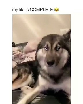 Il agace son chien avec une chanson et de petites tapes, la réaction du chien est à mourir de rire. 