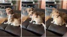 Cão lambe carinhosamente gato perante o olhar da dona... mas não resiste em tentar comê-lo!